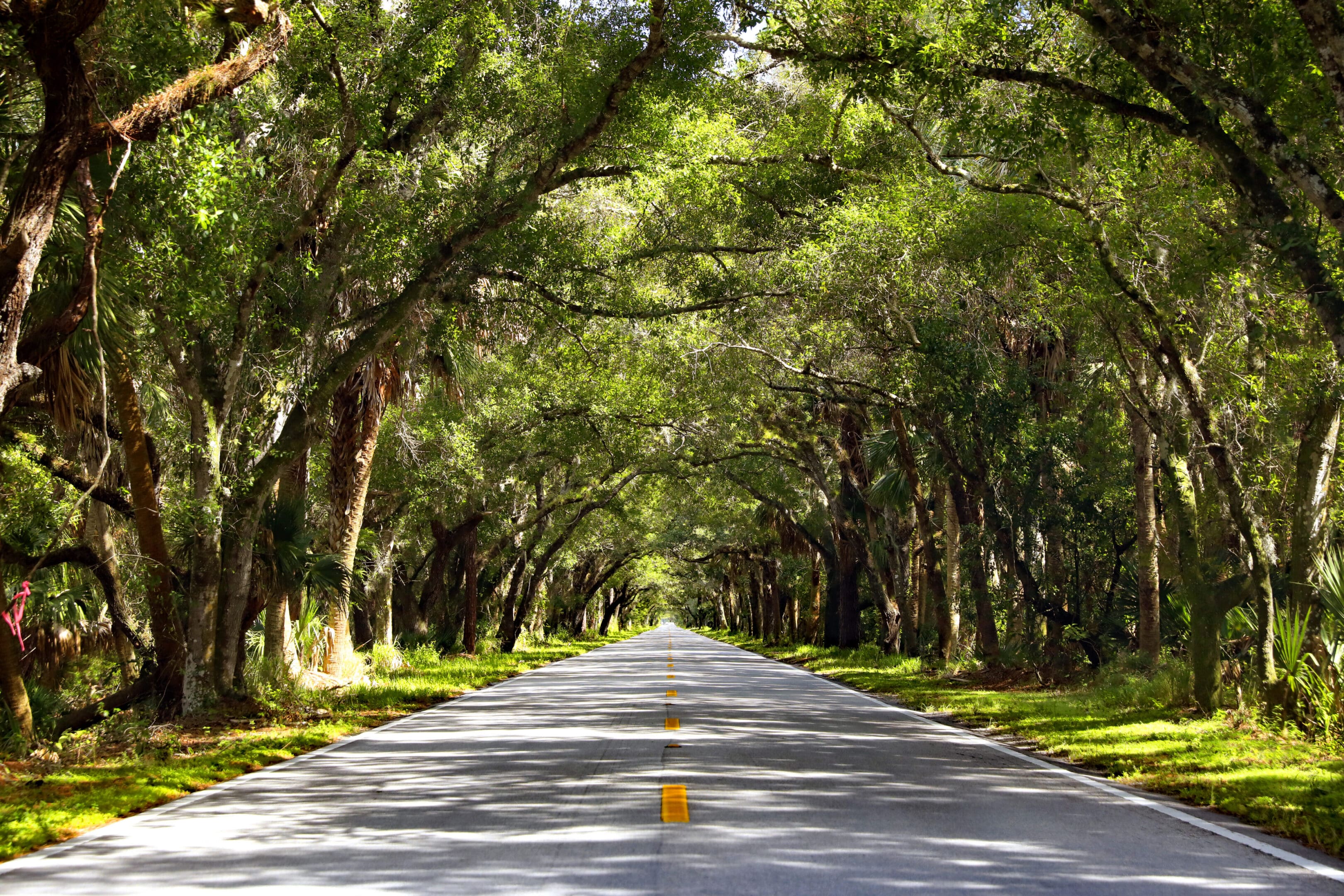 Florida Canopy_P6A6546A This is a stretch of road heading towards Daytona, Florida. Beautiful Canopy
